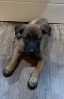 Grape, a female Belgian Malinois for sale in Springville, AL – 3 of 9
