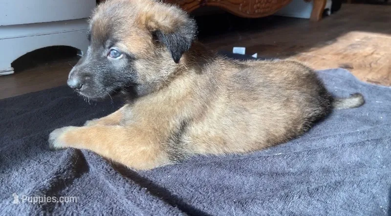 Coconut – Belgian Malinois puppy for sale in Springville, AL
