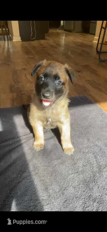 Raspberry – Belgian Malinois puppy for sale in Springville, AL
