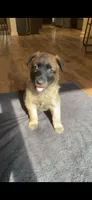 Raspberry, a female Belgian Malinois for sale in Springville, AL – 1 of 6