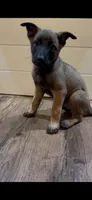 Lychee, a female Belgian Malinois for sale in Springville, AL – 6 of 10