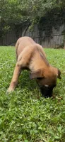Grape, a female Belgian Malinois for sale in Springville, AL – 4 of 10