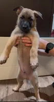 Mango, a male Belgian Malinois for sale in Springville, AL – 2 of 9