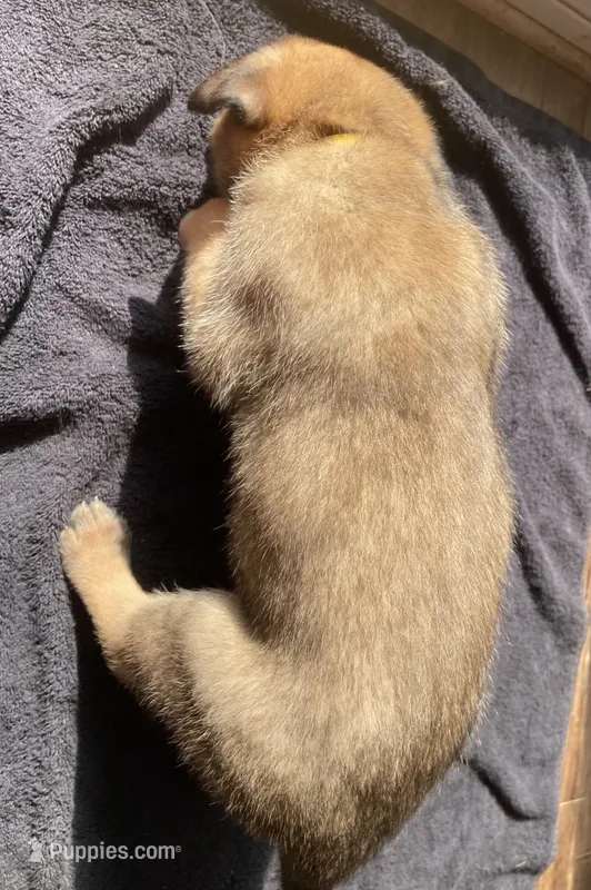 Mango – Belgian Malinois puppy for sale in Springville, AL