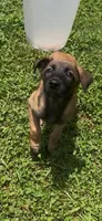 Grape, a female Belgian Malinois for sale in Springville, AL – 3 of 10