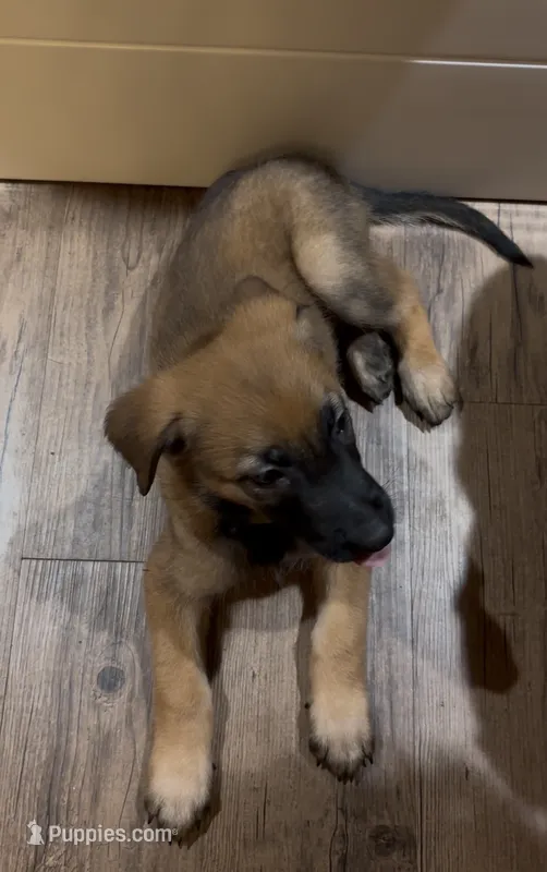 Blueberry  – Belgian Malinois puppy for sale in Springville, AL