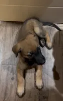Blueberry , a male Belgian Malinois for sale in Springville, AL – 1 of 9