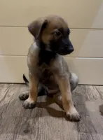 Blueberry , a male Belgian Malinois for sale in Springville, AL – 3 of 9