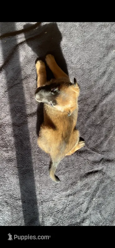Lychee – Belgian Malinois puppy for sale in Springville, AL