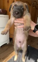 Mango, a male Belgian Malinois for sale in Springville, AL – 7 of 9