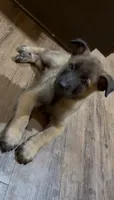 Coconut, a male Belgian Malinois for sale in Springville, AL – 3 of 9