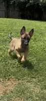Raspberry, a female Belgian Malinois for sale in Springville, AL – 3 of 10