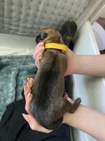 Mango, a male Belgian Malinois for sale in Springville, AL – Photo 2 of 3