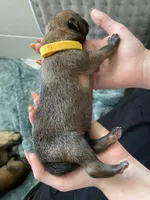 Mango, a male Belgian Malinois for sale in Springville, AL – Photo 3 of 3