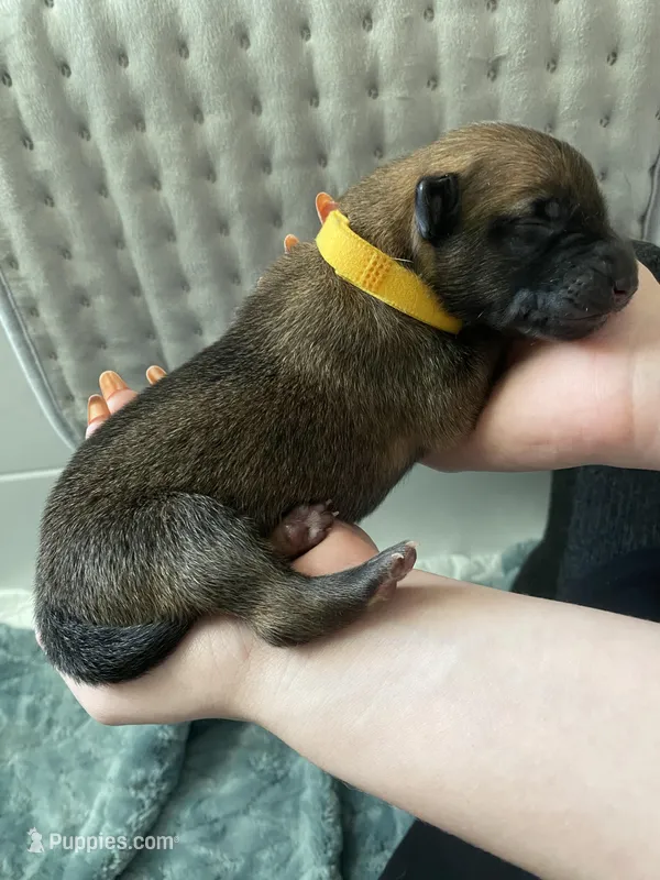 Mango – Belgian Malinois puppy for sale in Springville, AL