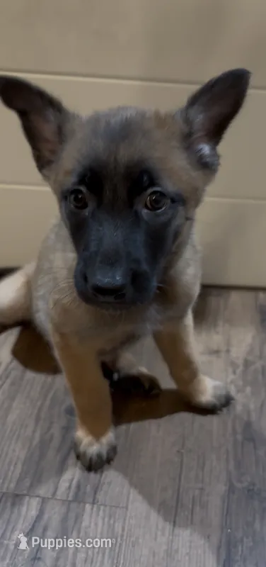 Raspberry – Belgian Malinois puppy for sale in Springville, AL