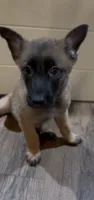 Raspberry, a female Belgian Malinois for sale in Springville, AL – 5 of 10
