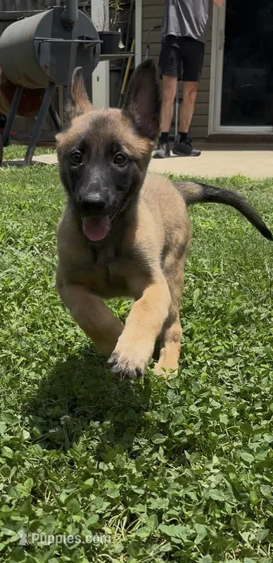 Raspberry – Belgian Malinois puppy for sale in Springville, AL
