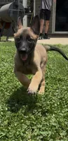 Raspberry, a female Belgian Malinois for sale in Springville, AL – 2 of 10