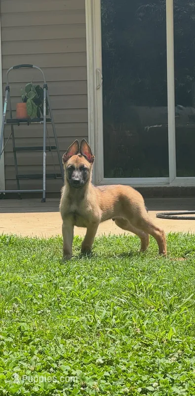 Mango – Belgian Malinois puppy for sale in Springville, AL