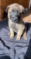 Coconut, a male Belgian Malinois for sale in Springville, AL – 6 of 9