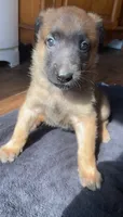 Mango, a male Belgian Malinois for sale in Springville, AL – 6 of 9