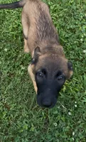 Lychee, a female Belgian Malinois for sale in Springville, AL – 4 of 10