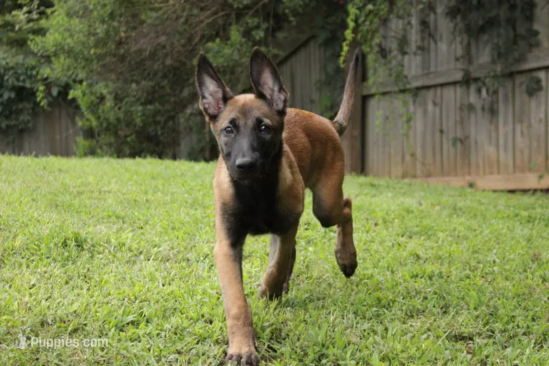 Grape – Belgian Malinois puppy for sale in Springville, AL