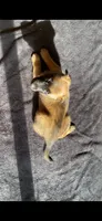 Raspberry, a female Belgian Malinois for sale in Springville, AL – 2 of 6