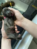 Raspberry, a female Belgian Malinois for sale in Springville, AL – Photo 2 of 3