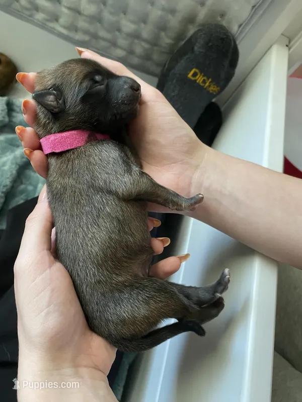 Raspberry – Belgian Malinois puppy for sale in Springville, AL