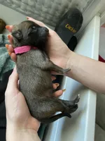 Raspberry, a female Belgian Malinois for sale in Springville, AL – Photo 1 of 3