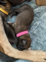 Raspberry, a female Belgian Malinois for sale in Springville, AL – Photo 3 of 3