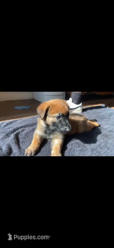 Blueberry  – Belgian Malinois puppy for sale in Springville, AL