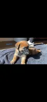 Blueberry , a male Belgian Malinois for sale in Springville, AL – 4 of 9