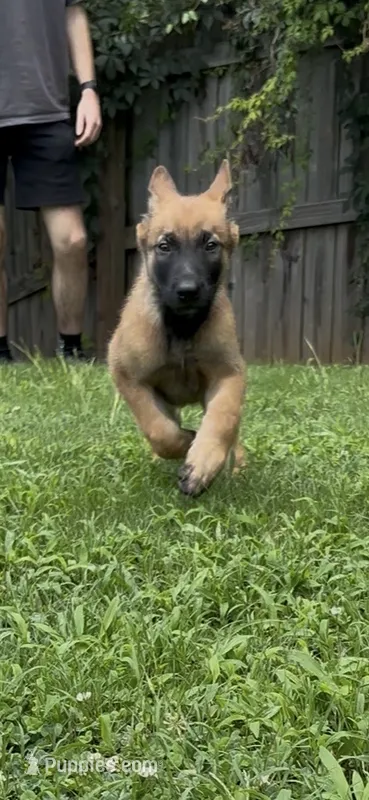 Blueberry  – Belgian Malinois puppy for sale in Springville, AL