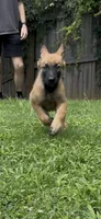 Blueberry , a male Belgian Malinois for sale in Springville, AL – 2 of 10