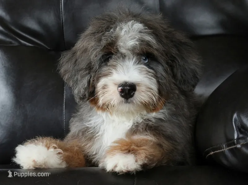 🌟 Premium Health-Tested F1b Mini Bernedoodle Male – Elite Genetics 🌟 – Miniature Bernedoodle puppy for sale in Shipshewana, IN
