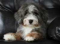 🌟 Premium Health-Tested F1b Mini Bernedoodle Male – Elite Genetics 🌟, a male Miniature Bernedoodle for sale in Shipshewana, IN – 1 of 5