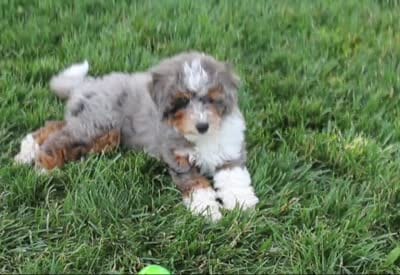 ✨ STARTED ON CRATE TRAINING 🧬 FULLY EMBARK HEALTH TESTED 🧸 TEDDY BEAR, a male Miniature Bernedoodle for sale in Shipshewana, IN – 2 of 10