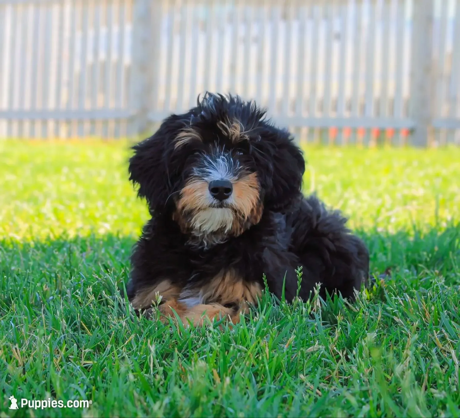 UPCOMING LITTERS / WAITLIST , a  Miniature Bernedoodle for sale in Shipshewana, IN – 2 of 2
