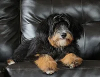 Embark Tested Trained Micro & Small Mini Bernedoodles!, a  Miniature Bernedoodle for sale in Shipshewana, IN – 10 of 10