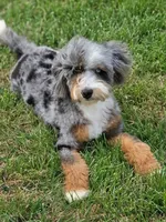 🔥 Elite F1B Bernedoodle Stud Prospect: Program Holdback, a male Miniature Bernedoodle for sale in Shipshewana, IN – 7 of 10