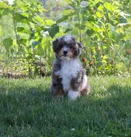 ✨ STARTED ON CRATE TRAINING 🧬 FULLY EMBARK HEALTH TESTED 🧸 TEDDY BEAR, a male Miniature Bernedoodle for sale in Shipshewana, IN – 6 of 10