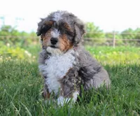 Beau , a male Miniature Bernedoodle for sale in Shipshewana, IN – 3 of 4