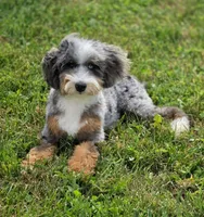 🔥 Elite F1B Bernedoodle Stud Prospect: Program Holdback, a male Miniature Bernedoodle for sale in Shipshewana, IN – 2 of 10