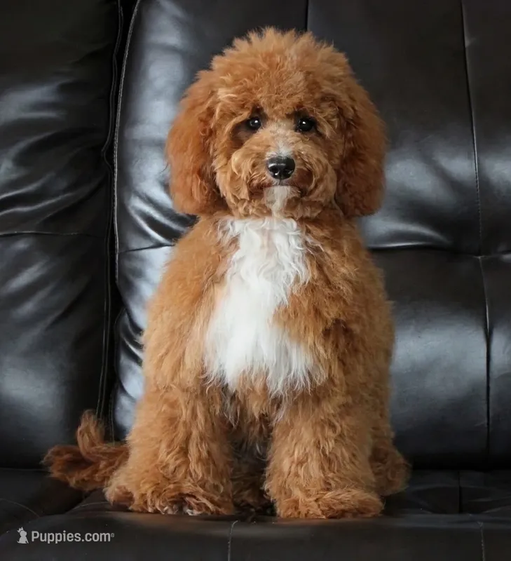 Upcoming March 2027 Reservation Lists Open  – Miniature Bernedoodle puppy for sale in Shipshewana, IN