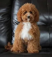 Embark Tested Trained Micro & Small Mini Bernedoodles!, a  Miniature Bernedoodle for sale in Shipshewana, IN – 3 of 10