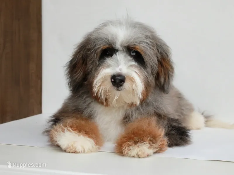 🔥 Elite F1B Bernedoodle Stud Prospect: Program Holdback – Miniature Bernedoodle puppy for sale in Shipshewana, IN