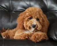 Embark Tested Trained Micro & Small Mini Bernedoodles!, a  Miniature Bernedoodle for sale in Shipshewana, IN – 2 of 10